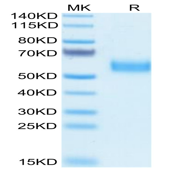 Biotinylated Human SIRP alpha V5 Protein (SRP-HM4V5B)