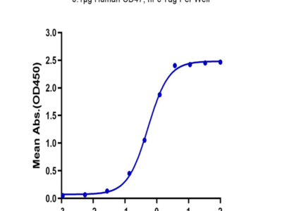 Biotinylated Human SIRP alpha V8 Protein (SRP-HM4V8B)