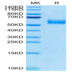 Biotinylated Human SIRP alpha V8 Protein (SRP-HM4V8B)