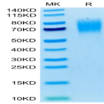 Mouse SIRP alpha/CD172a Protein (SRP-MM172)