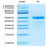 Human ST3GAL4 Protein (ST3-HM1L4HA)