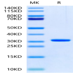 Human UBASH3B/STS1 Protein (STS-HE13B)