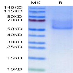 Cynomolgus Syndecan-1 Protein (SYN-CM101)
