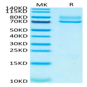 Human Syndecan-1 Protein (SYN-HM201)