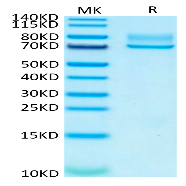 Human Syndecan-1 Protein (SYN-HM201)
