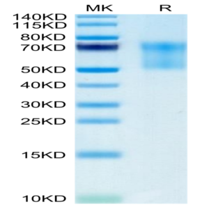 Biotinylated Human Syndecan-1 Protein (SYN-HM401B)