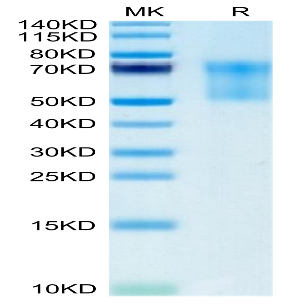 Biotinylated Human Syndecan-1 Protein (SYN-HM401B)