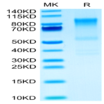 Mouse Syndecan-1 Protein (SYN-MM201)