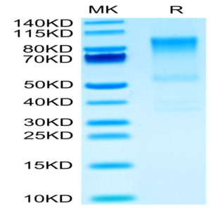 Mouse Syndecan-1 Protein (SYN-MM201)