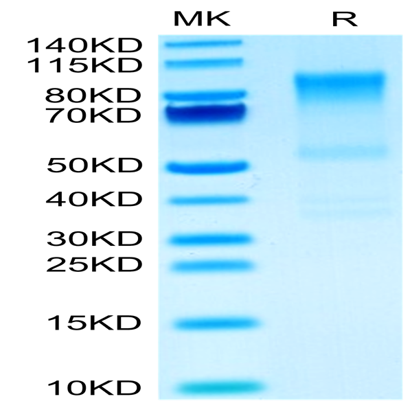 Mouse Syndecan-1 Protein (SYN-MM201)