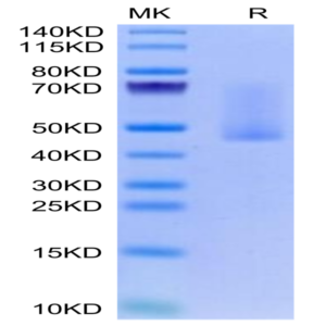 Rabbit Syndecan-1 Protein (SYN-RM101)