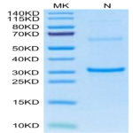 Cynomolgus TPSAB1 protein (TAB-CE1B1)
