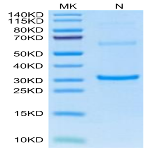 Cynomolgus TPSAB1 protein (TAB-CE1B1)