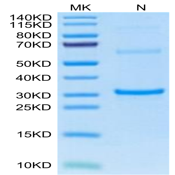 Cynomolgus TPSAB1 protein (TAB-CE1B1) Cynomolgus TPSAB1 protein (TAB-CE1B1)