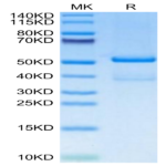 Human TACI/TNFRSF13B Protein (TAC-HM213)