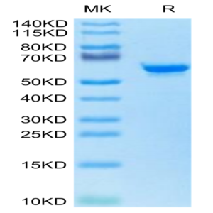 Canine TAG-72 Protein (TAG-DE172)