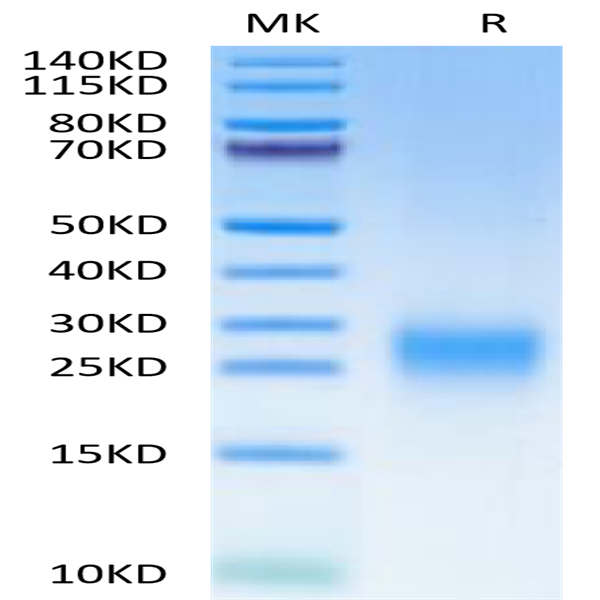 Human TDGF1/Cripto Protein (TDG-HM101) Human TDGF1/Cripto Protein (TDG-HM101)