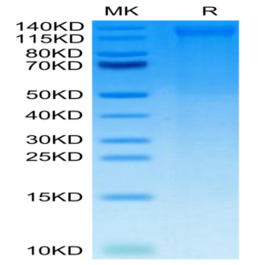 Canine TEM1/cd248 Protein (TEM-DM148)