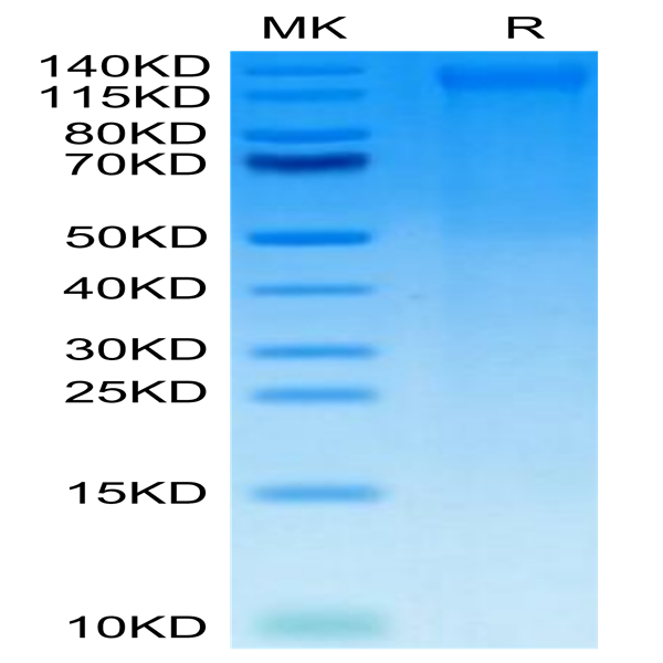 Canine TEM1/cd248 Protein (TEM-DM148)
