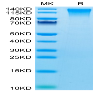 Mouse TEM1/cd248 Protein (TEM-MM148)