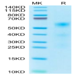 Human TENM2 Protein (TEN-HM1M2)