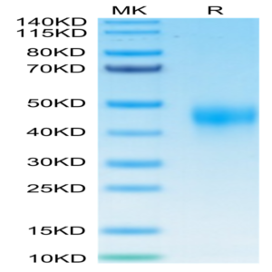 Human TFPI Protein (TFP-HM401)