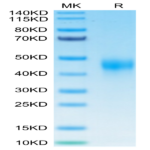 Biotinylated Human TFPI Protein (TFP-HM401B)