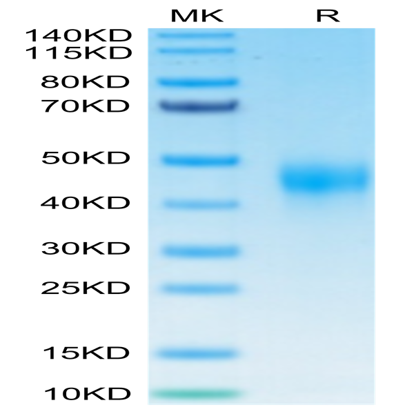 Biotinylated Human TFPI Protein (TFP-HM401B) Biotinylated Human TFPI Protein (TFP-HM401B)