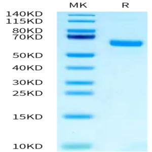 Mouse TFPI-2 Protein (TFP-MM202)