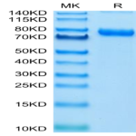 Cynomolgus Transferrin R/CD71 Protein (TFR-CM101)