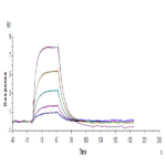 Human Transferrin R/CD71 Protein (TFR-HM201)