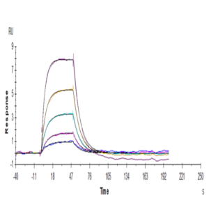 Human Transferrin R/CD71 Protein (TFR-HM201)