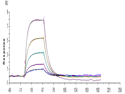 Human Transferrin R/CD71 Protein (TFR-HM201)