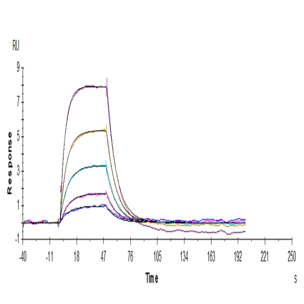 Human Transferrin R/CD71 Protein (TFR-HM201) Human Transferrin R/CD71 Protein (TFR-HM201)