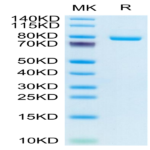 Human Transferrin R/CD71 Protein (TFR-HM401)