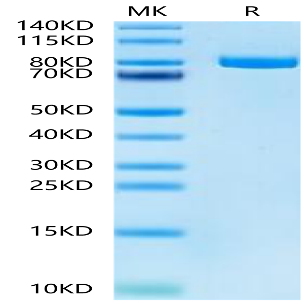 Mouse Transferrin R/CD71 Protein (TFR-MM101)