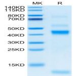 Rhesus macaque Latent TGF beta 1/TGFB1 Protein (TG1-CM102)