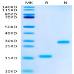 Biotinylated Human Mature TGF beta 1 Protein (TG1-HM10MB)