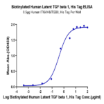 Biotinylated Human Latent TGF beta 1/TGFB1 Protein (TG1-HM401B)