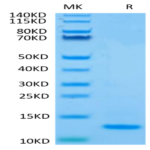 Human Mature TGF beta 2 Protein (TG2-HM00M)