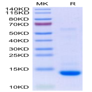 Biotinylated Human Mature TGF beta 2 Protein (TG2-HM00MB)