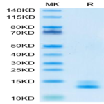 Human Mature TGF beta 3 Protein (TG3-HM00M)