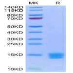 Biotinylated Human Mature TGF beta 3 Protein (TG3-HM00MB)