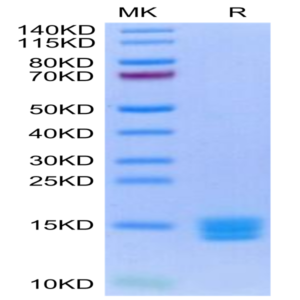 Biotinylated Human Mature TGF beta 3 Protein (TG3-HM00MB)
