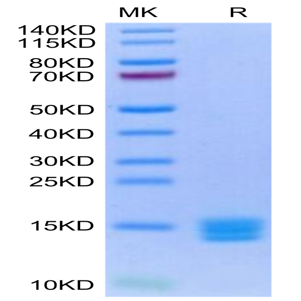 Biotinylated Human Mature TGF beta 3 Protein (TG3-HM00MB)