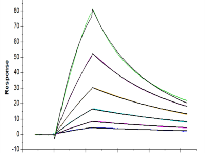 Human Latent TGF beta 2/TGFB2 Protein (TGF-HM102)