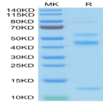 Human Latent TGF beta 2/TGFB2 Protein (TGF-HM102)