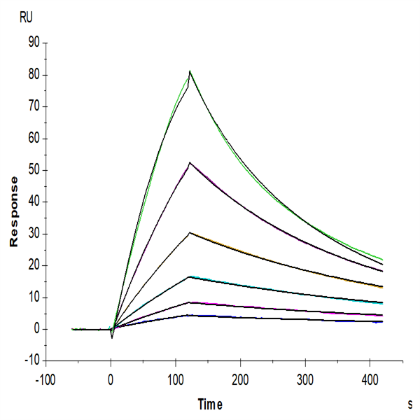 Human TGF-beta RII/TGFBR2 Protein (TGF-HM5R2) Human TGF-beta RII/TGFBR2 Protein (TGF-HM5R2)