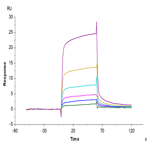 Human TGFBR1 Protein (TGF-HM6R1) Human TGFBR1 Protein (TGF-HM6R1)