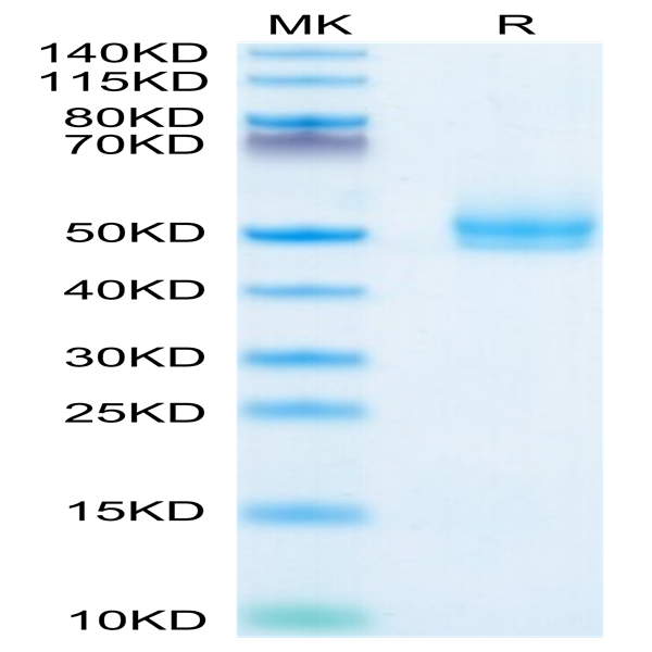 Human TGFBR1 Protein (TGF-HM6R1)